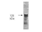 Glycerol Kinase Antibody in Western Blot (WB)