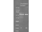 Cholesterol Oxidase Antibody in Western Blot (WB)