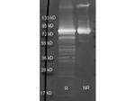 Maltose Phosphorylase Antibody in Western Blot (WB)