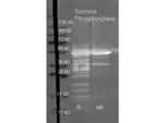 Sucrose Phosphorylase Antibody in Western Blot (WB)