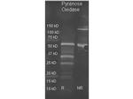 Pyranose Oxidase Antibody in Western Blot (WB)