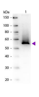 Glutamine Synthetase Antibody in Western Blot (WB)