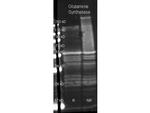 Glutamine Synthetase Antibody in Western Blot (WB)