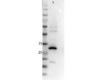 RFP Antibody in Western Blot (WB)