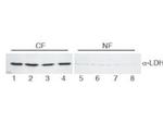 Lactate Dehydrogenase Antibody in Western Blot (WB)