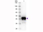 Pepsin Antibody in Western Blot (WB)