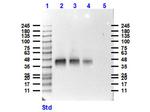 Pepsin Antibody in Western Blot (WB)