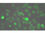 Lactate Dehydrogenase Antibody in Immunocytochemistry (ICC/IF)