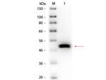 Pepsin Antibody in Western Blot (WB)