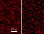 NFkB p65 Antibody in Western Blot (WB)