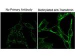 Biotin Antibody in Immunocytochemistry (ICC/IF)