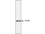 Cdc2 p34 Antibody in Western Blot (WB)