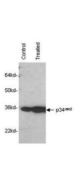 Cdc2 p34 Antibody in Western Blot (WB)