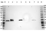 Cdc2 p34 Antibody in Western Blot (WB)