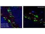 p21 WAF1 Antibody in Immunohistochemistry (IHC)