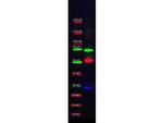 GST Antibody in Western Blot (WB)