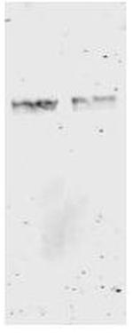 GST Antibody in Western Blot (WB)