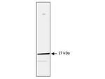 HSP27 Antibody in Western Blot (WB)