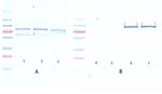 Phospho-AKT (Ser473) Antibody in Western Blot (WB)