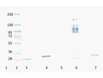 RFP Antibody in Western Blot (WB)