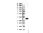 RFP Antibody in Western Blot (WB)