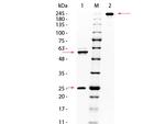 AKT Antibody in SDS-PAGE (SDS-PAGE)