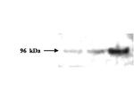 PMS2 Antibody in Western Blot (WB)