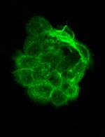 alpha-Tubulin Antibody in Immunocytochemistry (ICC/IF)