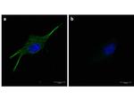 alpha-Tubulin Antibody in Immunocytochemistry (ICC/IF)