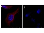 alpha-Tubulin Antibody in Immunocytochemistry (ICC/IF)