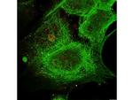 alpha-Tubulin Antibody in Immunocytochemistry (ICC/IF)