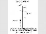 GAPDH Antibody in Western Blot (WB)