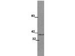 Wnt1 Antibody in Western Blot (WB)