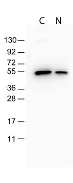 DYKDDDDK Antibody in Western Blot (WB)