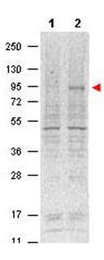 Phospho-Stat5 (Ser694) Antibody in Western Blot (WB)