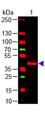 TRPC6 Antibody in Western Blot (WB)