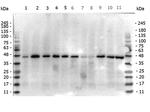 beta Actin Antibody in Western Blot (WB)