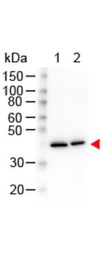 beta Actin Antibody in Western Blot (WB)