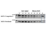 AKT3 Antibody in Western Blot (WB)