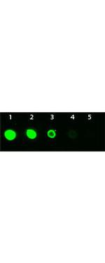 AKT3 Antibody in Dot Blot (DB)