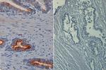 Phospho-AKT (Ser473) Antibody in Immunohistochemistry (Paraffin) (IHC (P))