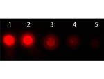 AKT1 Antibody in Dot Blot (DB)