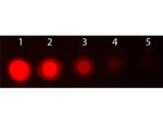 AKT3 Antibody in Dot Blot (DB)