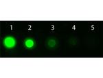 AKT1 Antibody in Dot Blot (DB)