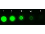 AKT3 Antibody in Dot Blot (DB)