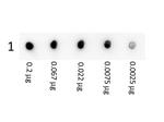 Streptavidin Antibody in Dot Blot (DB)