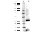 Streptavidin Antibody in Western Blot (WB)