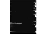 B-Phycoerythrin Antibody in Western Blot (WB)