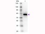 Carboxypeptidase Y Antibody in Western Blot (WB)