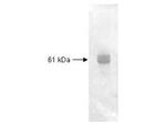 Carboxypeptidase Y Antibody in Western Blot (WB)